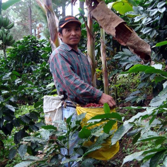 Coffee growing regions of Honduras