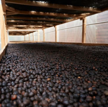 Close-up of dark berries in a wooden bin with a rustic background