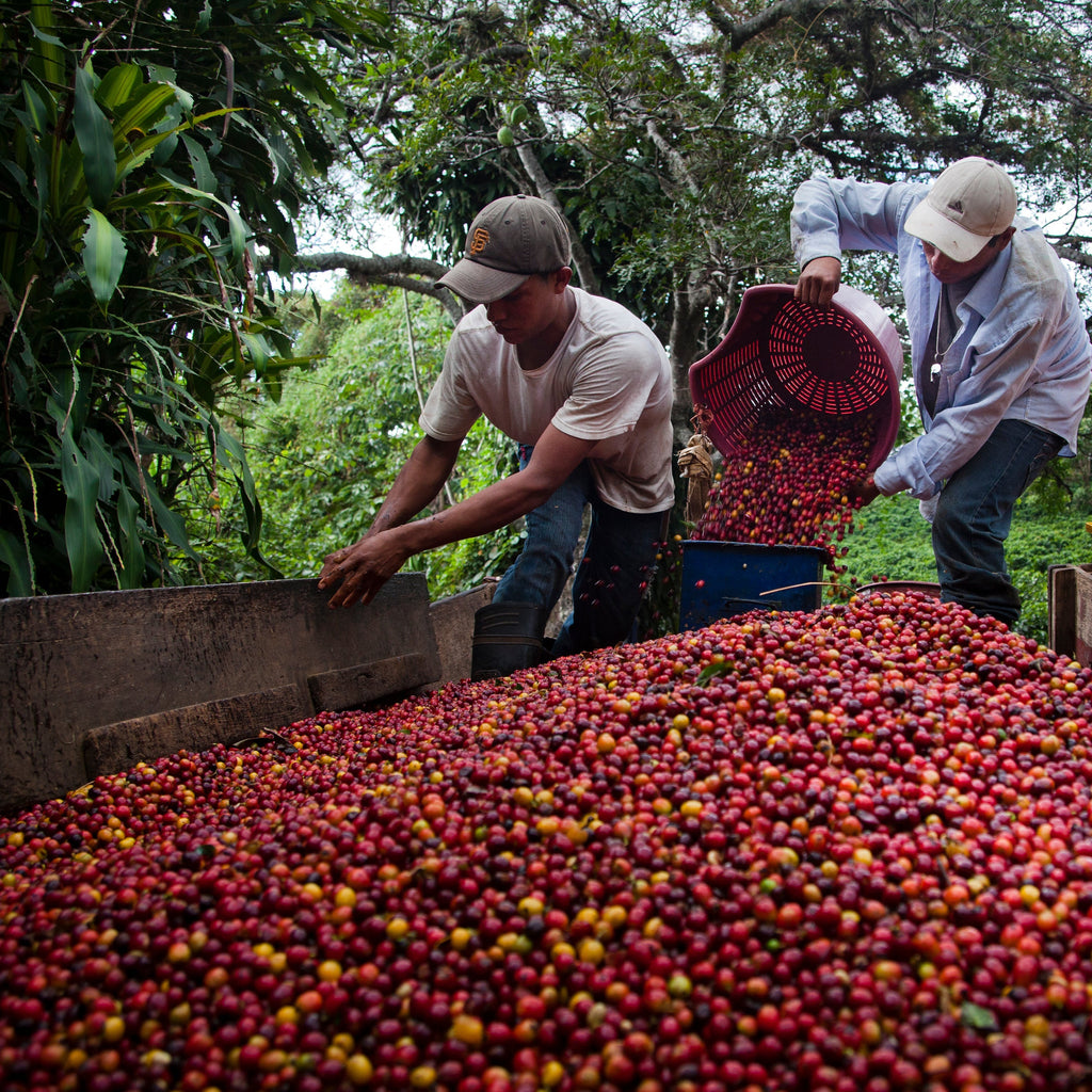 Farmers sorting coffee beans in a field