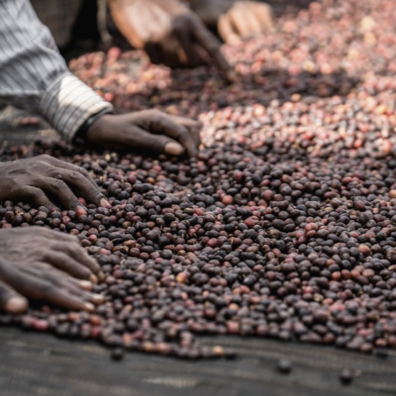 Hands sorting through coffee beans on a wooden surface