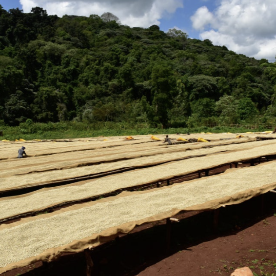 Large wooden planks arranged in a field with a forest in the background