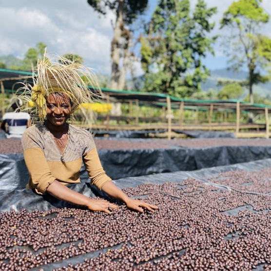 Person sorting coffee beans on a tarp outdoors with trees and a building in the background