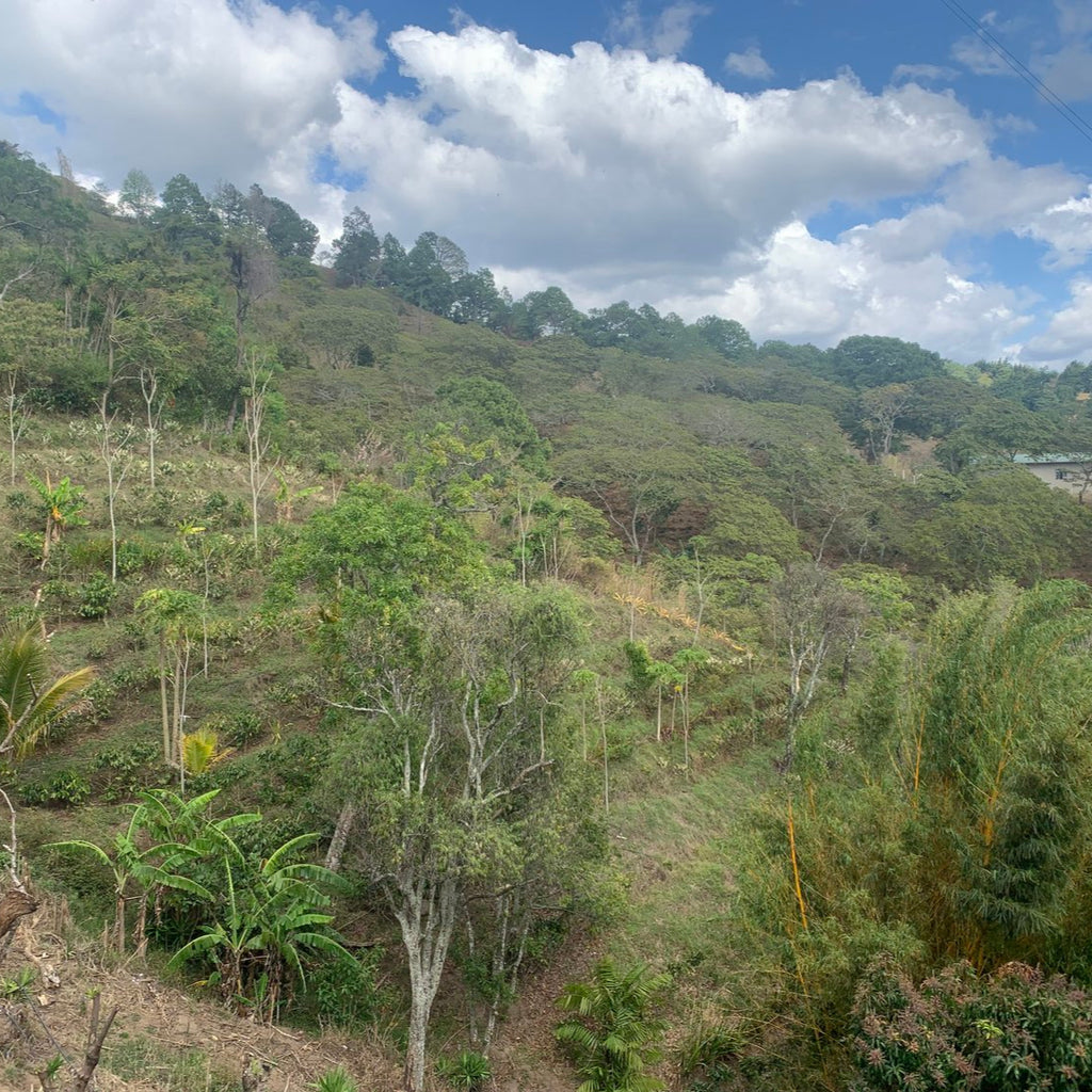 Hilly landscape with greenery and a blue sky with clouds