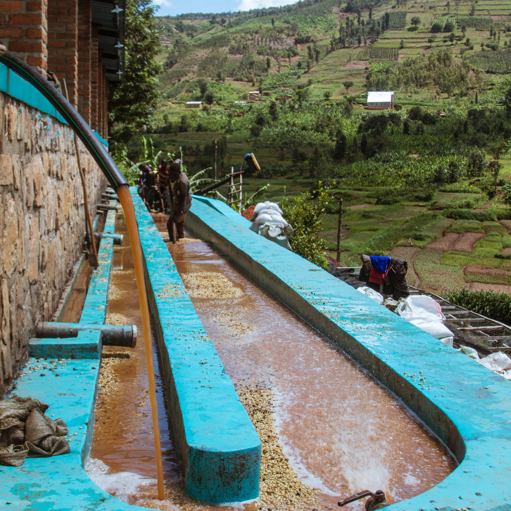 Coffee cherries being processed at a washing station in Rwanda, with rows of cherries being cleaned and sorted on raised tables.