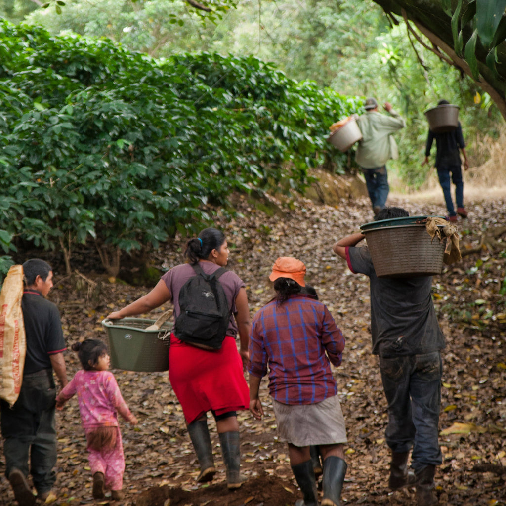 Farmers walking through a coffee plantation carrying buckets.